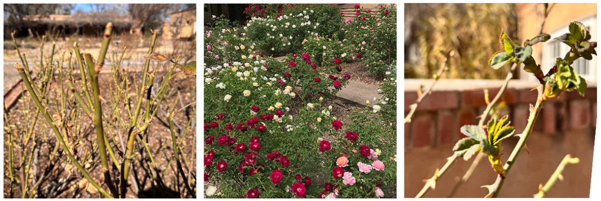 spring roses to be pruned, summer roses in bloom