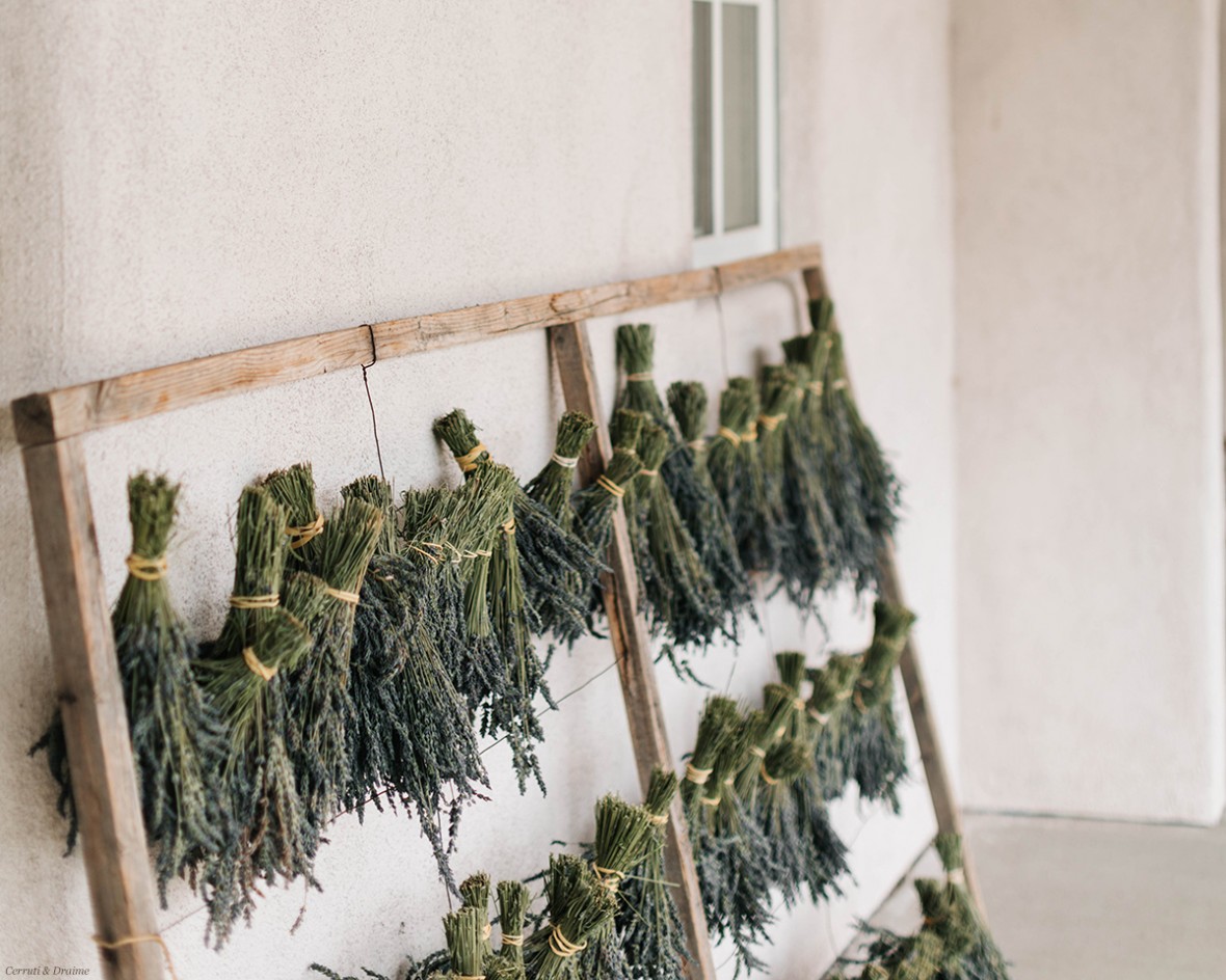 lavender being hung to dry