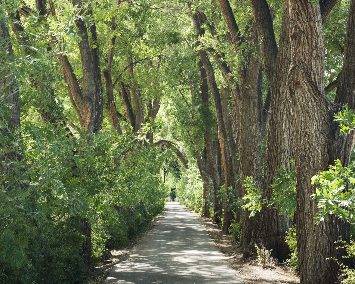 Green summer tree-lined driveway photo by matthew williams