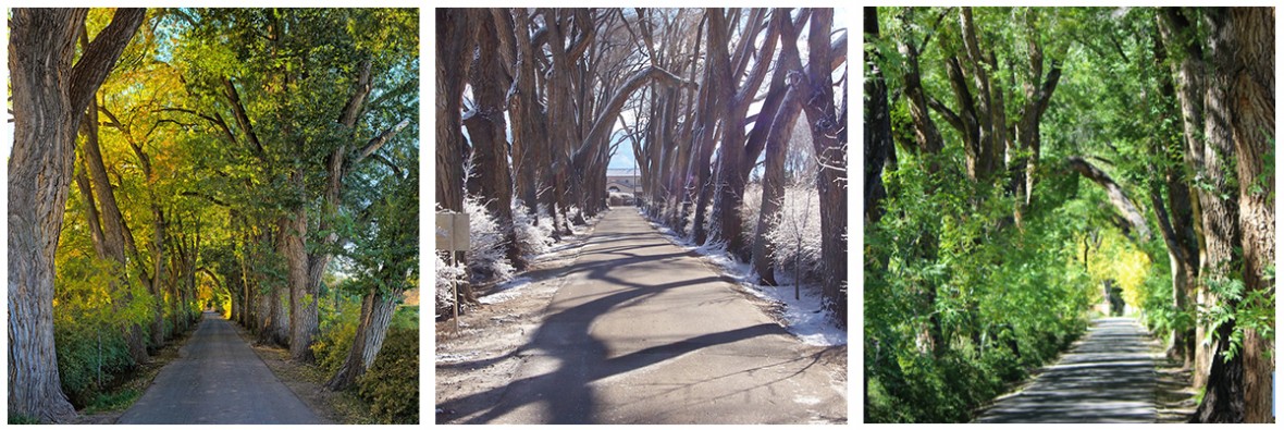 Los Poblanos driveway through the seasons.