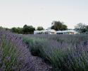 Lavender fields