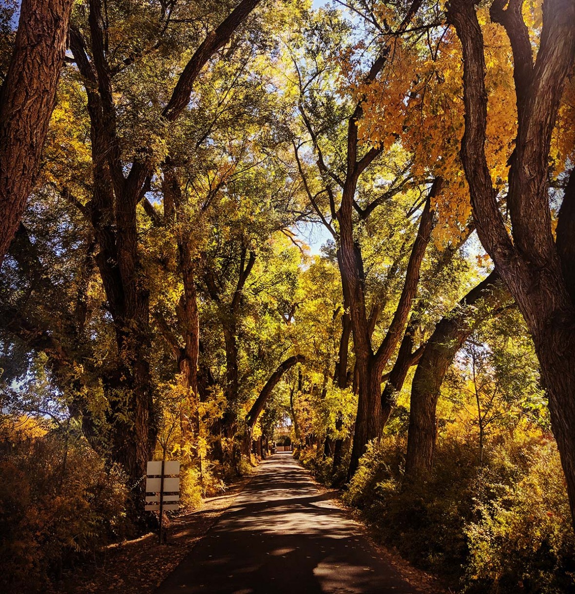 entrance driveway with fall foliage
