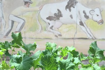 Farmer Cow mural behind new plants
