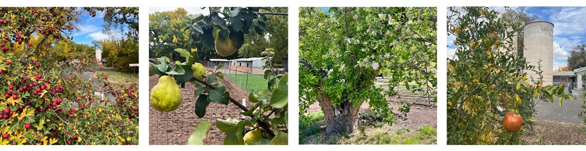 Some of Los Poblanos fruit trees, from left to right: hawthorn, quince, apple and pomegranate.