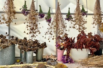 Drying botanicals in the historic greenhouse