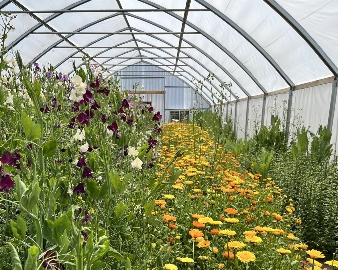 Spring flowers blooming in the hoop house