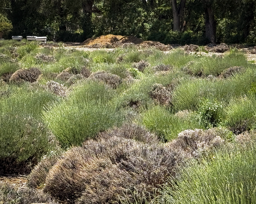 Lavender field 2025
