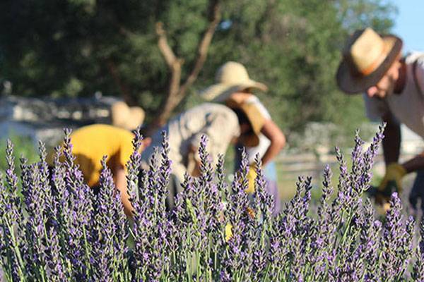 Lavender Farm