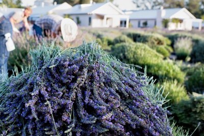 Artisan lavender products