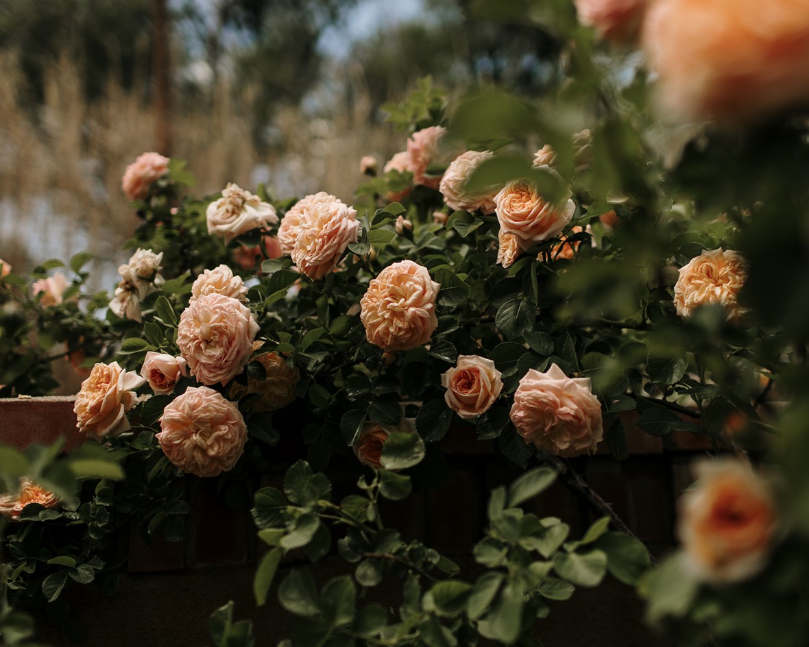 Rose Bushes in the Greely Garden