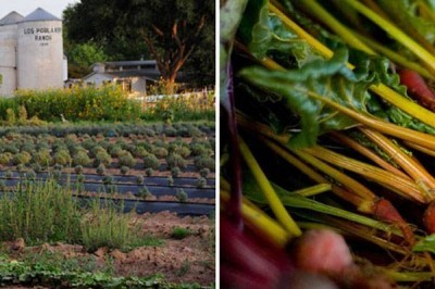 Kitchen Gardens & Artisan Farming
