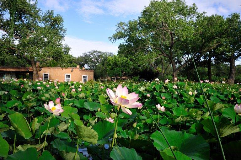 Los Poblanos Lotus Pond by Tim Keller 